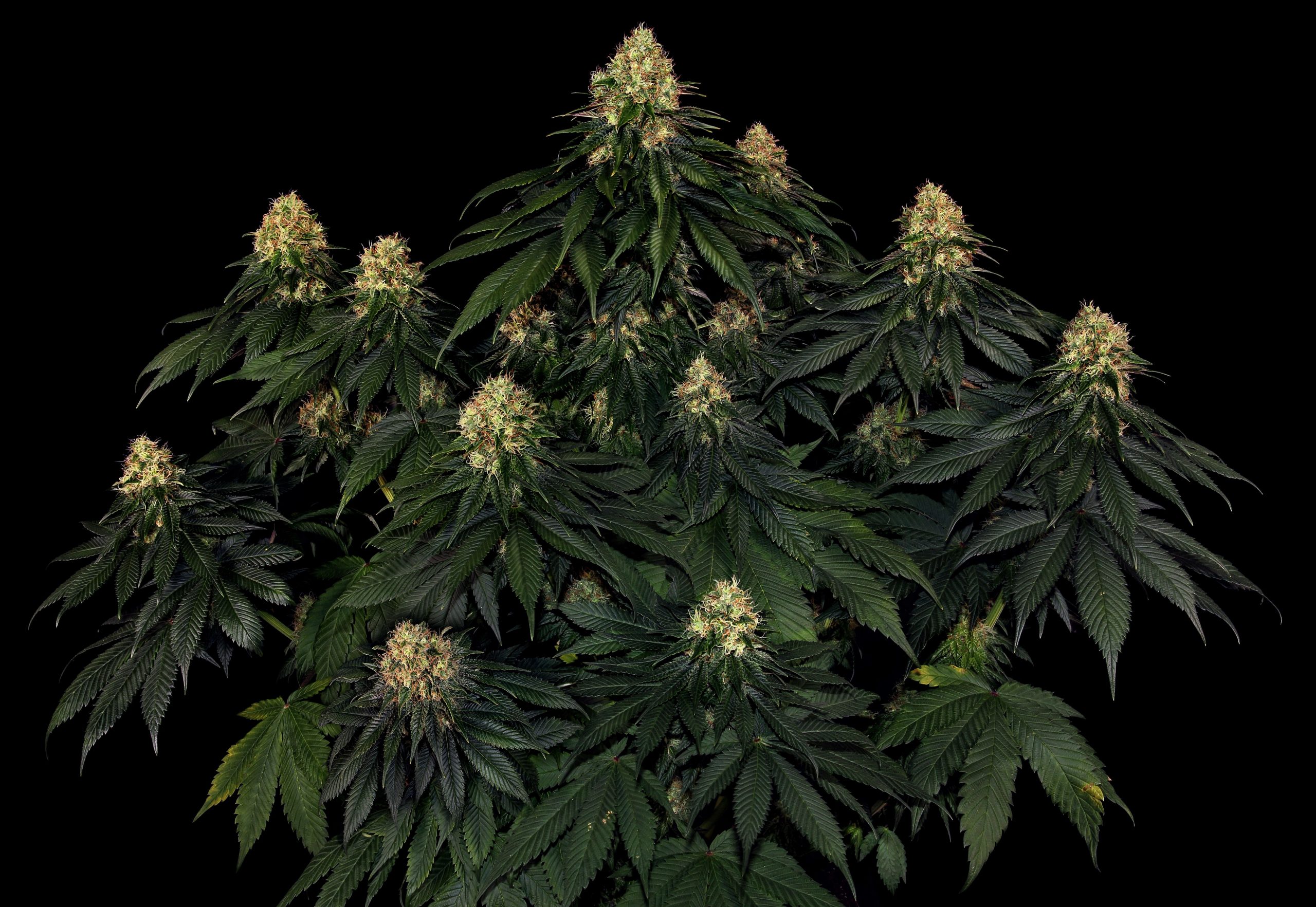 Autoflowering Cannabis Guide – Barneys Farm