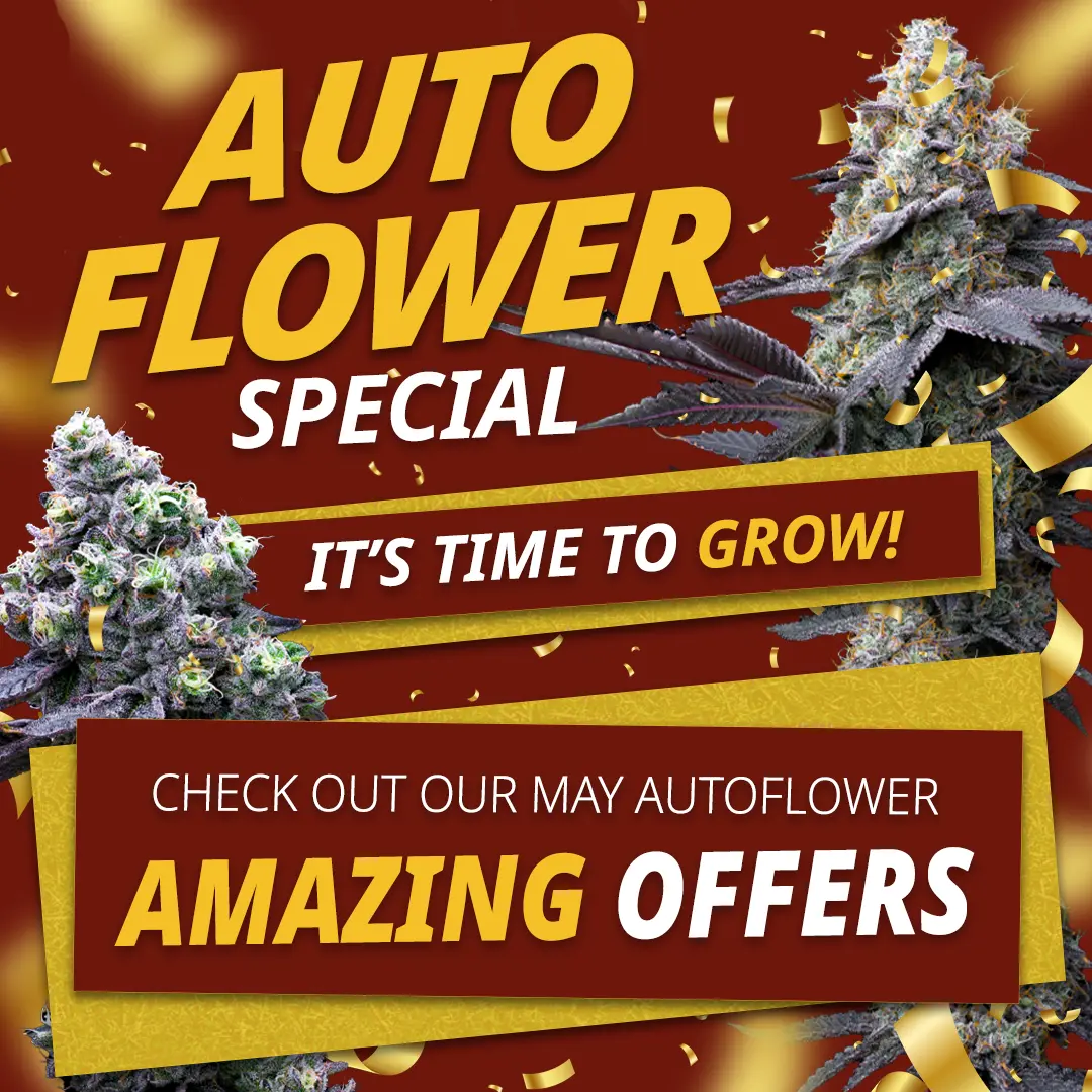 Banner Mobile