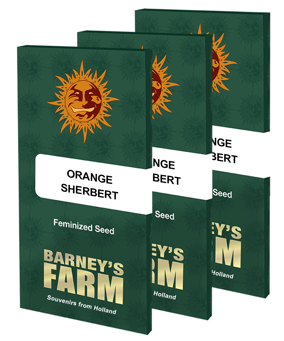 Orange Sherbet Auto Cannabis Seeds – Buy Orange Sherbet Strain