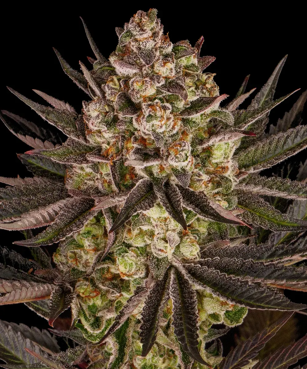 Biscotti Mintz Strain