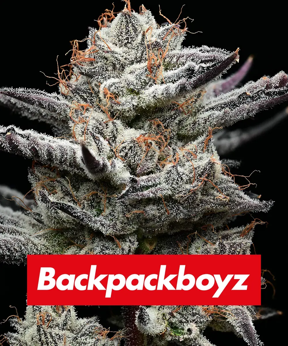 Black Cherry Gushers Main Image