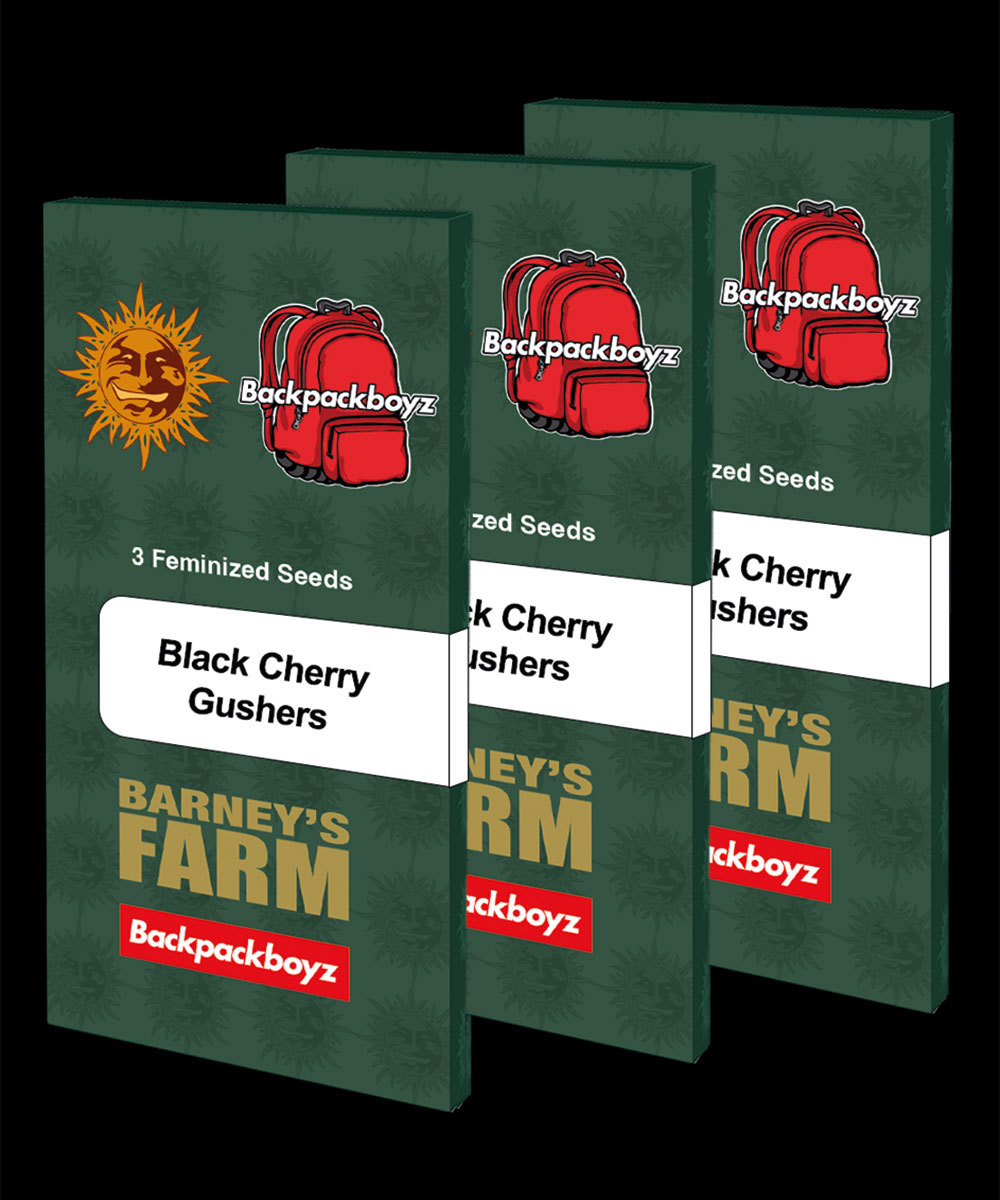 Black Cherry Gushers Weed Strain BARNEYS FARM