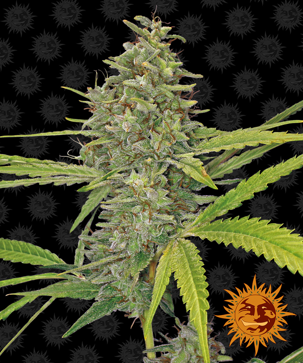 G13 Haze Weed Strain Seeds |