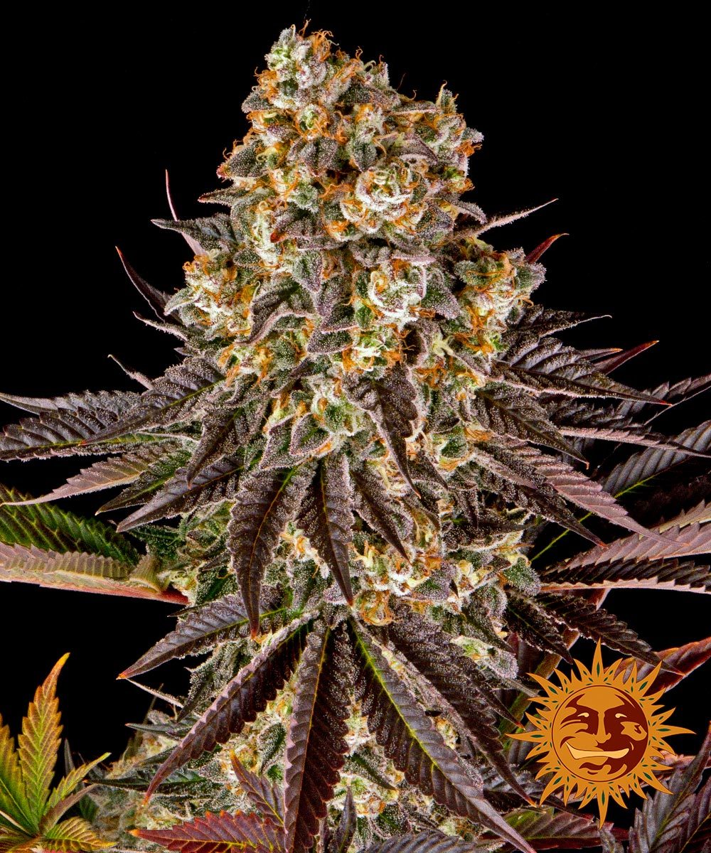 Gelato #45-image
