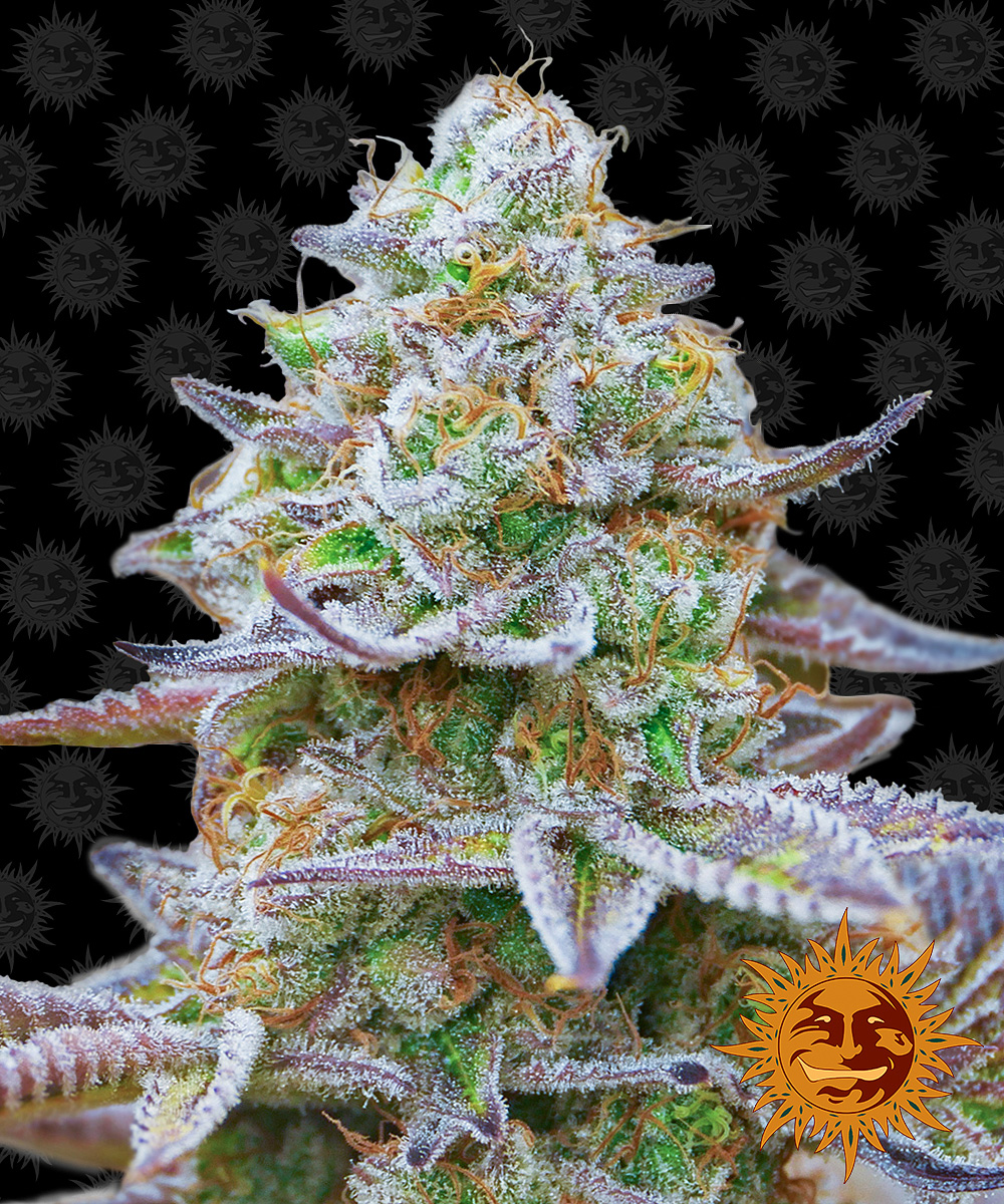 Gorilla Glue Auto strain > Barneys Farm ▷ THC > 20% !!!