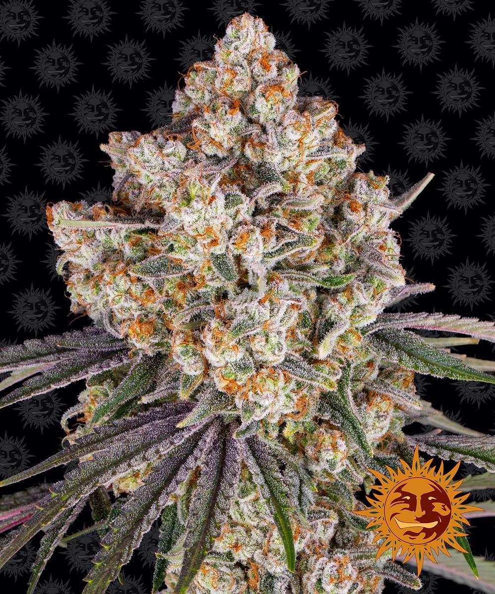Ice Cream Cake Weed Strain | BARNEYS FARM
