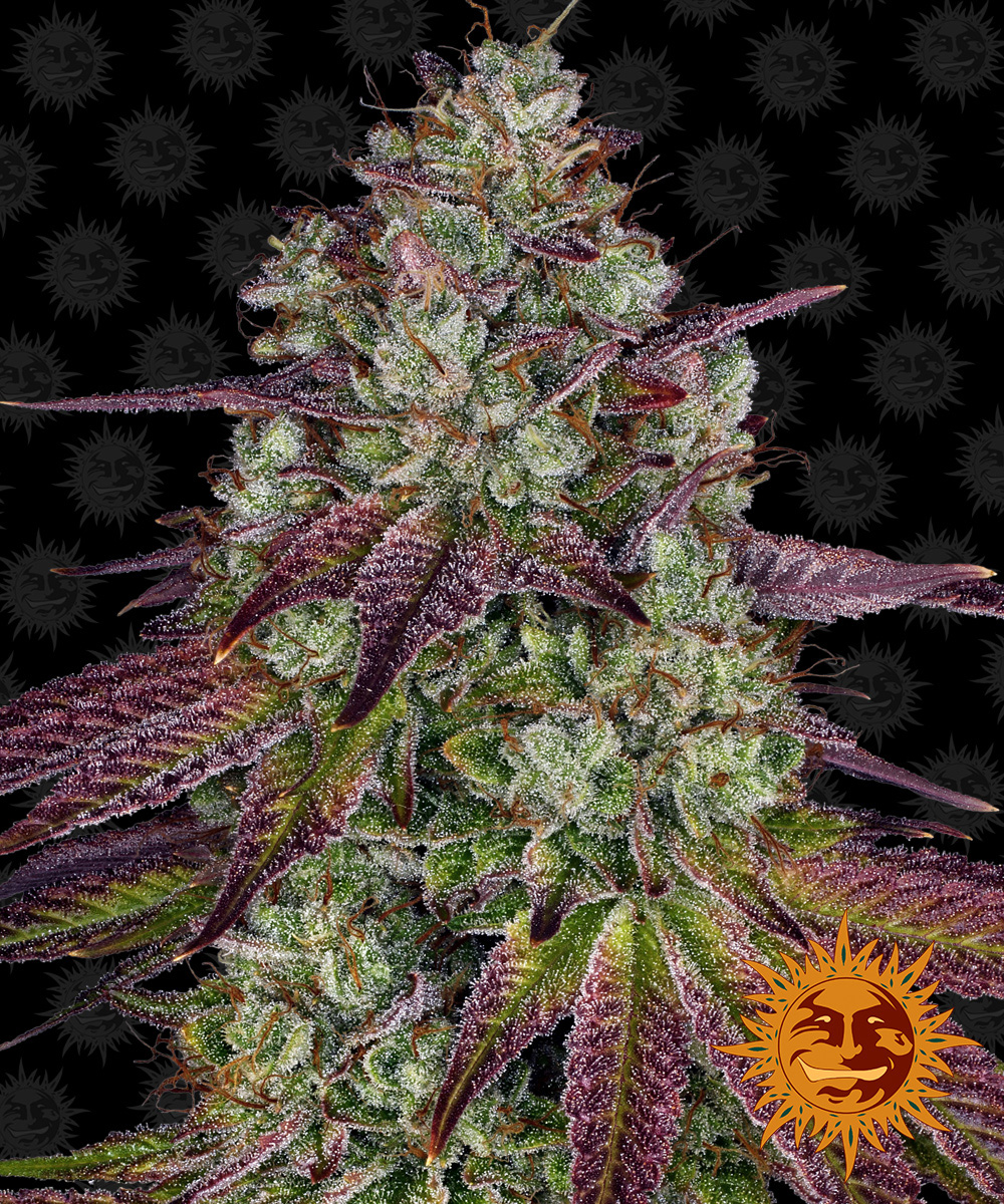 ! MIMOSA EVO™ Cannabis Seeds BARNEYS FARM®
