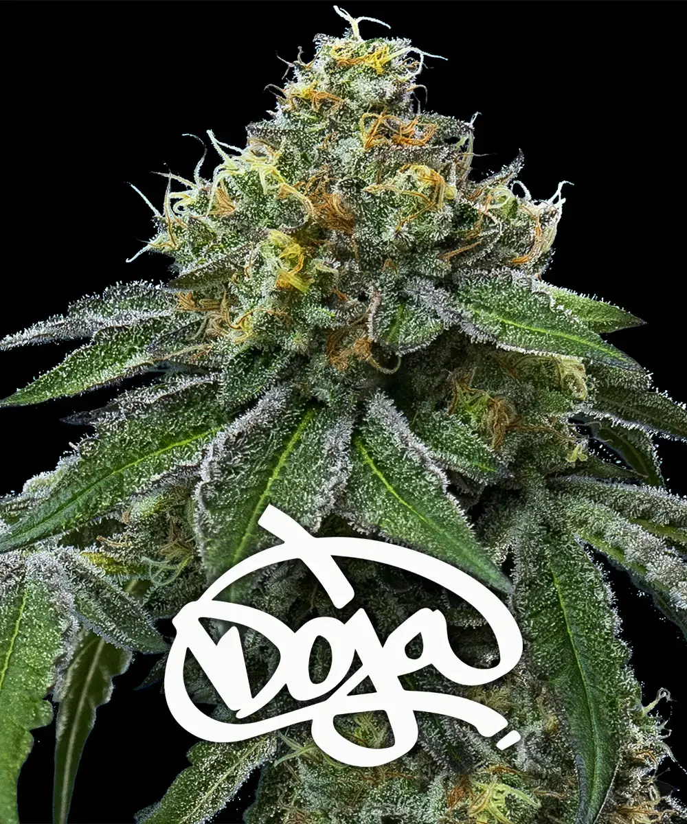 RS11 x Banana OG Main Image