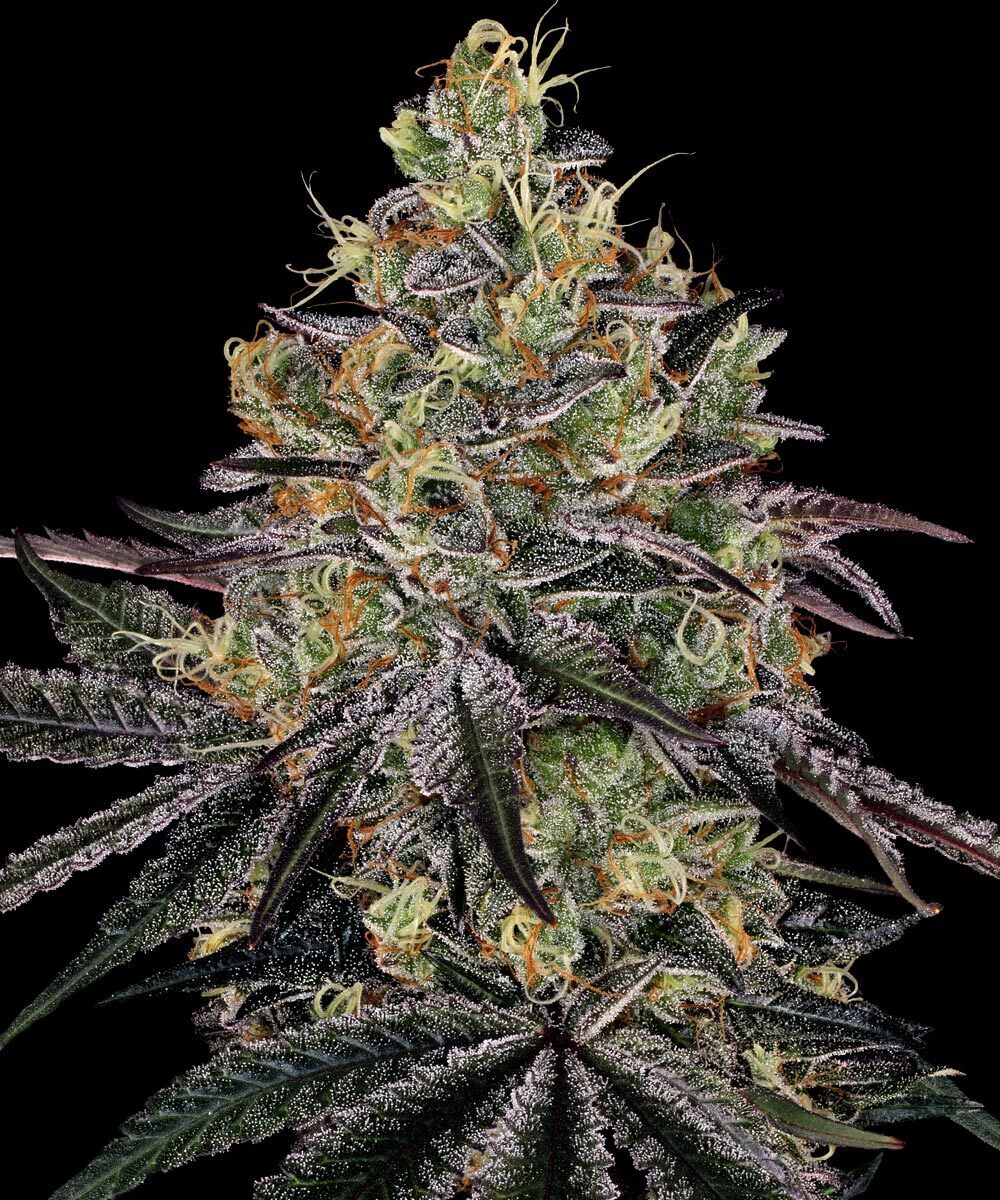 Watermelon Zkittlez