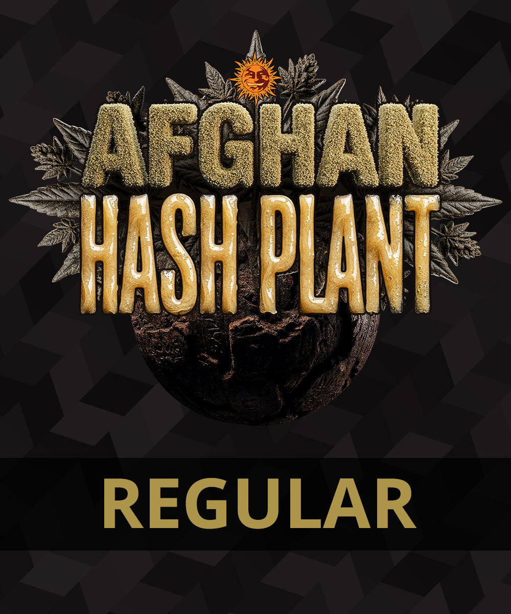 Afghan Hash Plant - Regular 2