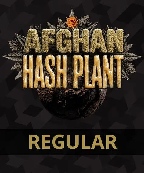 Afghan Hash Plant - Regular
