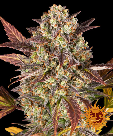 Amnesia Haze Auto-image