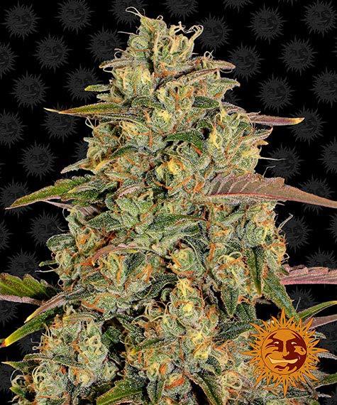 amnesia strain thc content amnesia strain thc content