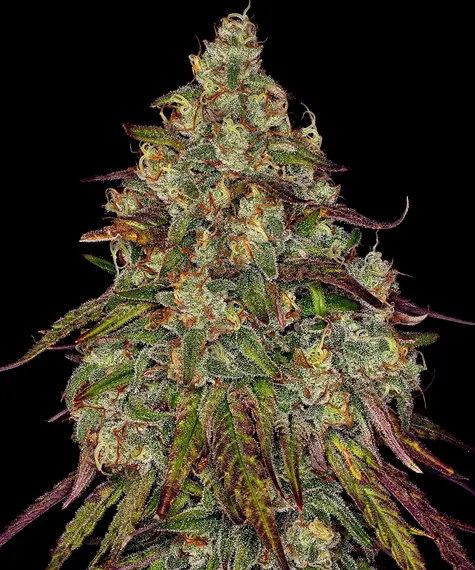 Amnesia Lemon Strain