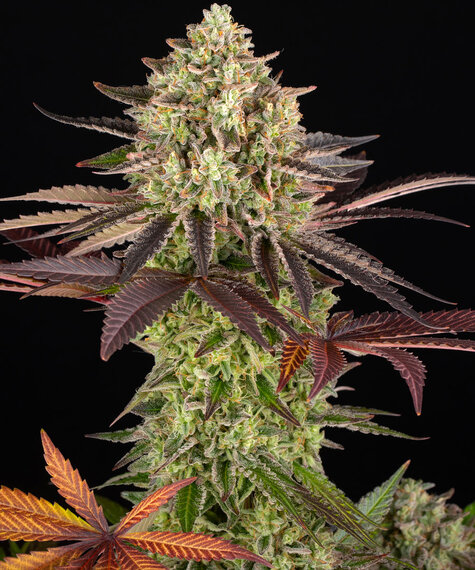Apple Fritter Strain