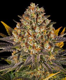 Banana Punch Strain