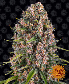 Blueberry Cheese Strain