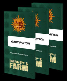 Gary Payton Strain