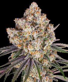 Ice Cream Cake Strain