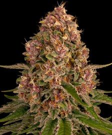 Pink Kush Strain