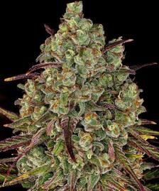 Tangerine Dream Strain