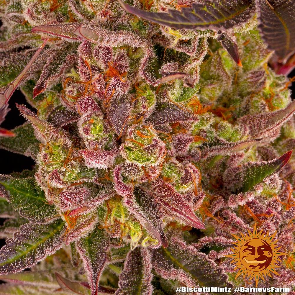 ! BISCOTTI MINTZ™ Cannabis Seeds BARNEYS FARM®
