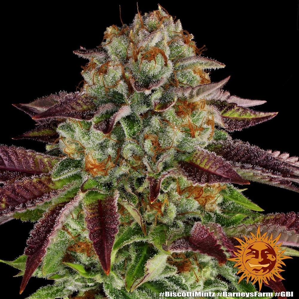 cannabis plants