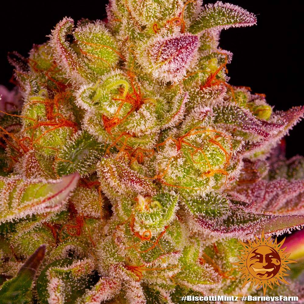! BISCOTTI MINTZ™ BARNEYS FARM® Sementes de Cannabis