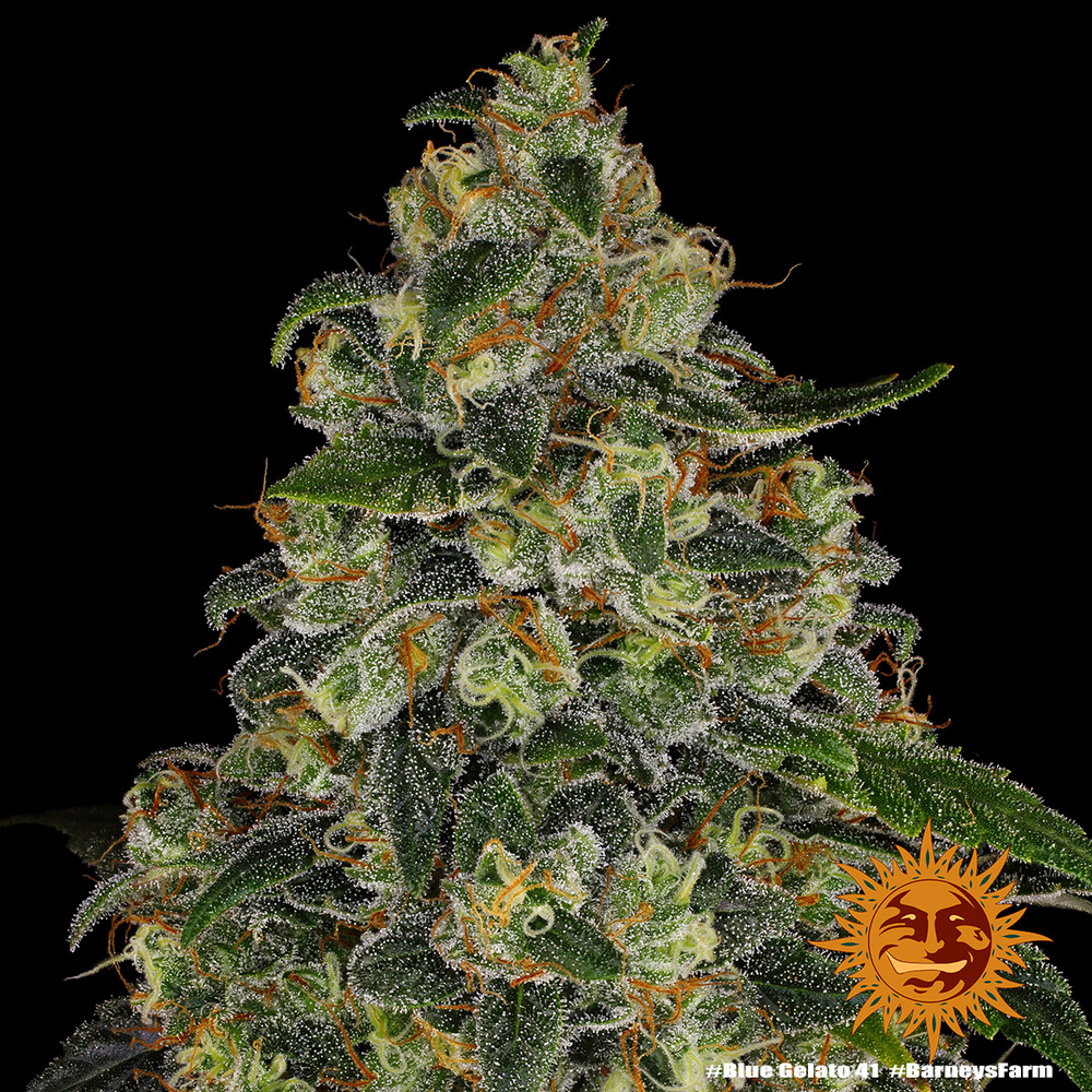 BLUE GELATO 41™ | BARNEYS FARM® Semillas de Marihuana
