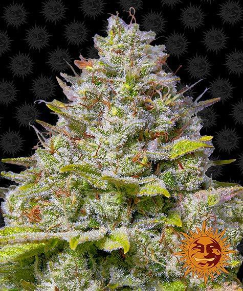 Blue Gelato 41 Main Image