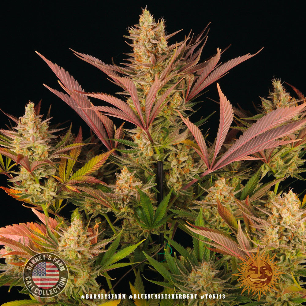 ! BLUE SUNSET SHERBERT™ Cannabis Seeds BARNEYS FARM®