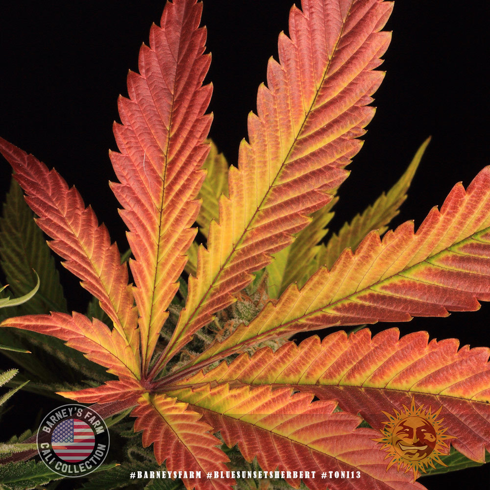 ! BLUE SUNSET SHERBERT™ Cannabis Seeds BARNEYS FARM®