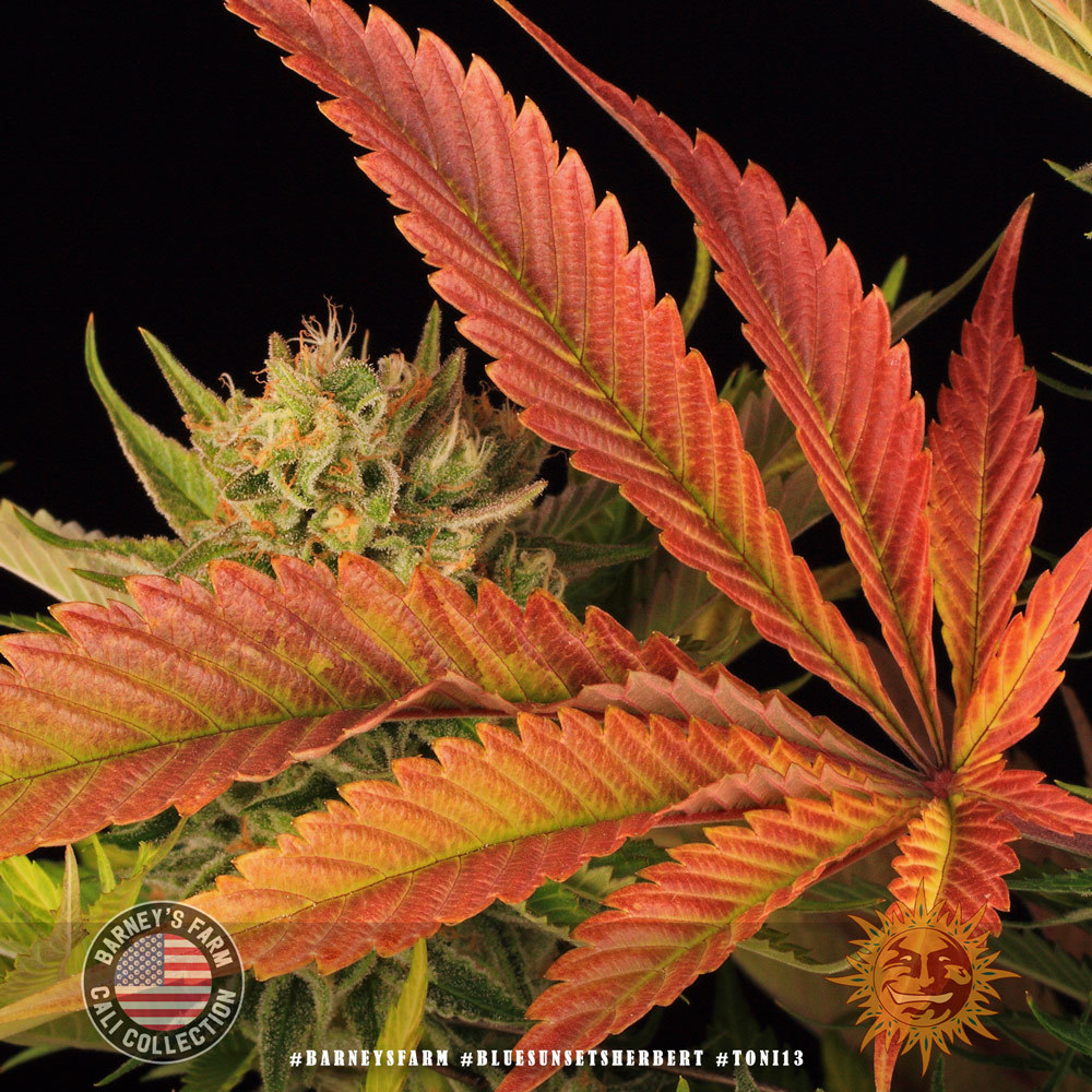 ! BLUE SUNSET SHERBERT™ Cannabis Seeds BARNEYS FARM®