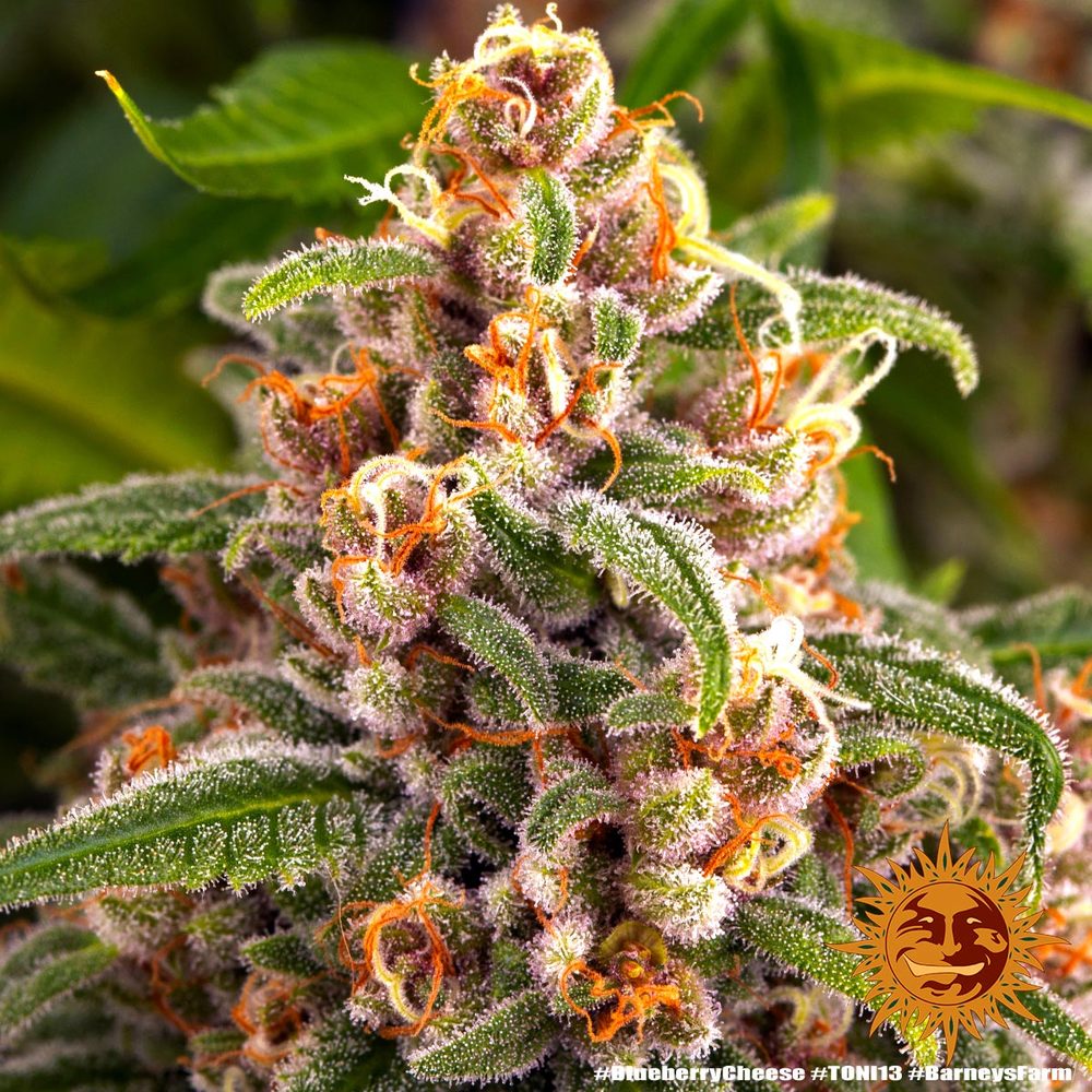 ! BLUEBERRY CHEESE™ Cannabis Seeds BARNEYS FARM®