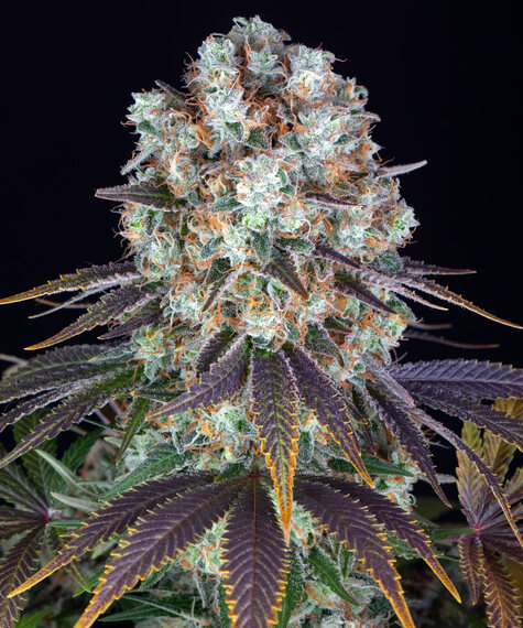 Bruce Banner