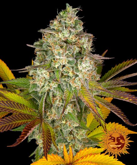 Cookies Kush Auto-image