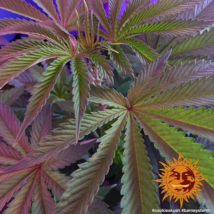 ! COOKIES KUSH™ Cannabis Seeds BARNEYS FARM®