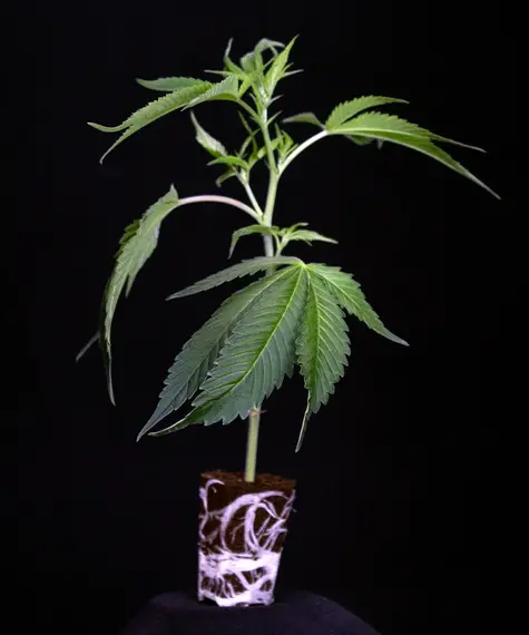 Critical Kush Stecklinge