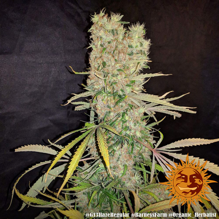 G13 Haze - Weed Seeds | FARM