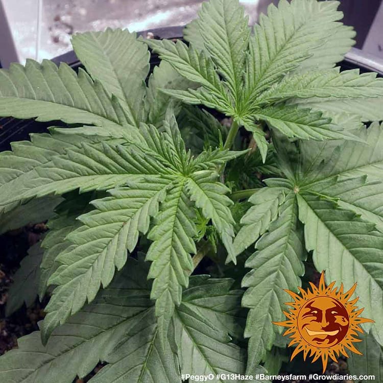 G13 Haze Weed Strain Seeds |