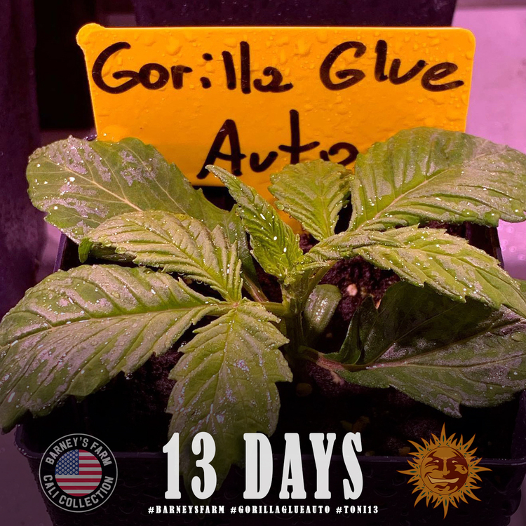 Gorilla Glue Auto 3 mob