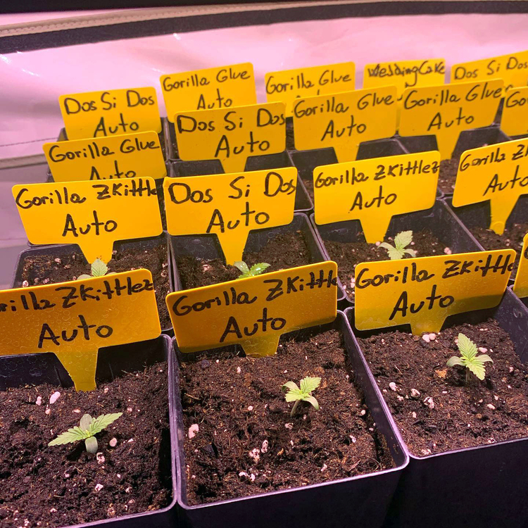! GORILLA GLUE AUTO™ Autoflowering Cannabis Seeds BARNEYS FARM®