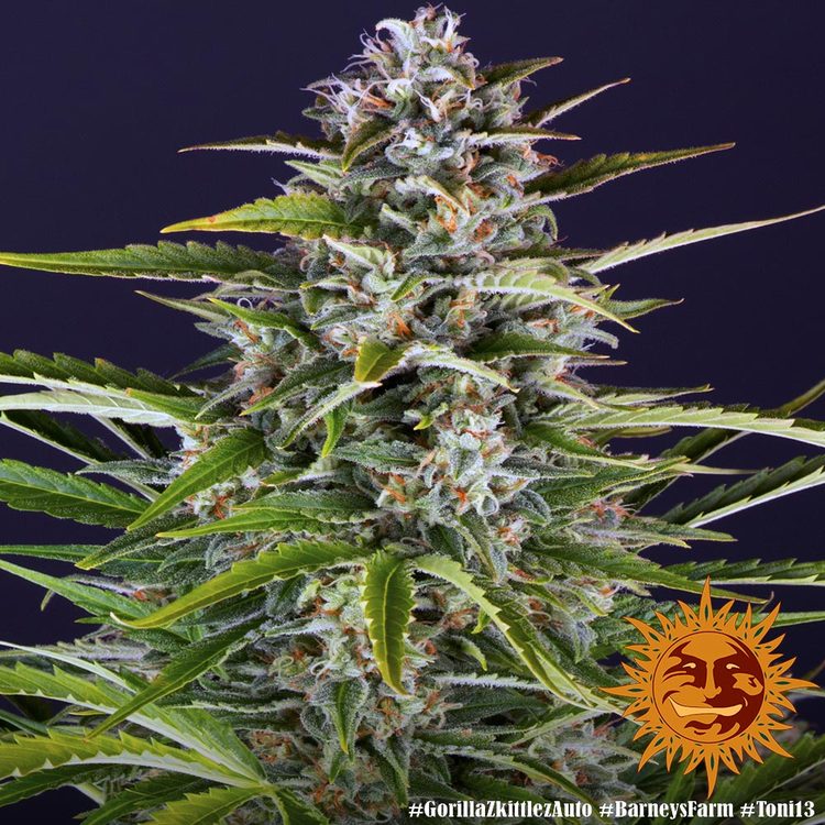 Zkittlez auto авто