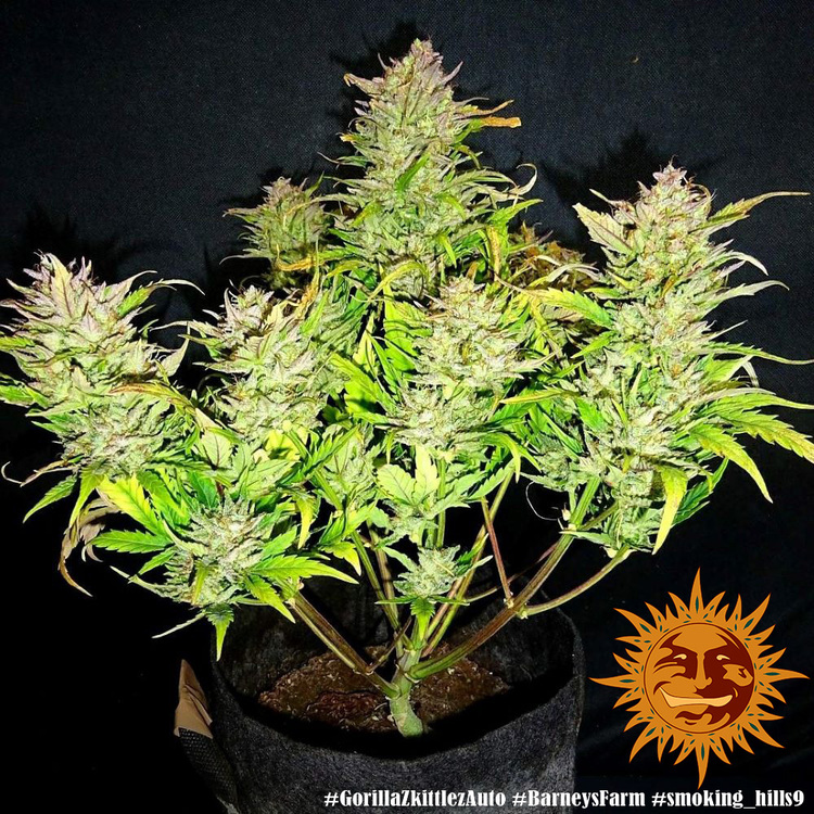 Zkittlez auto авто