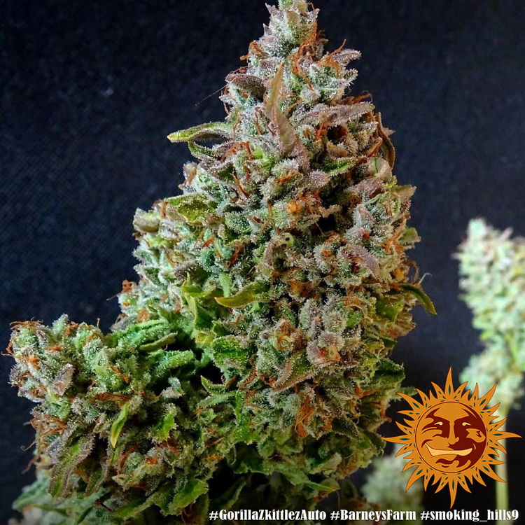 Zkittlez auto авто