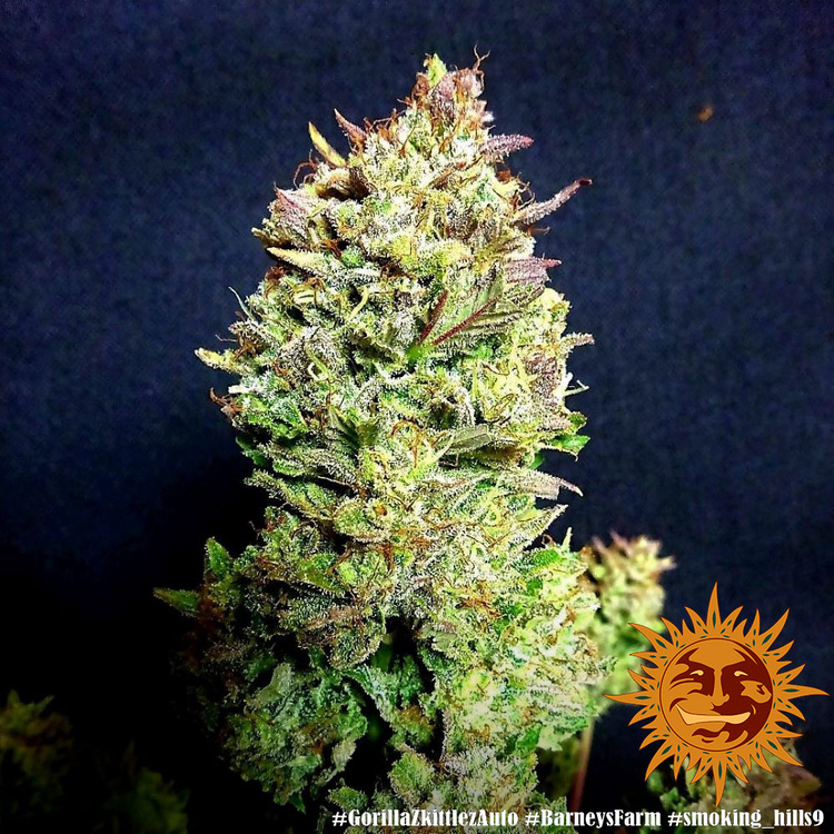 Zkittlez auto авто