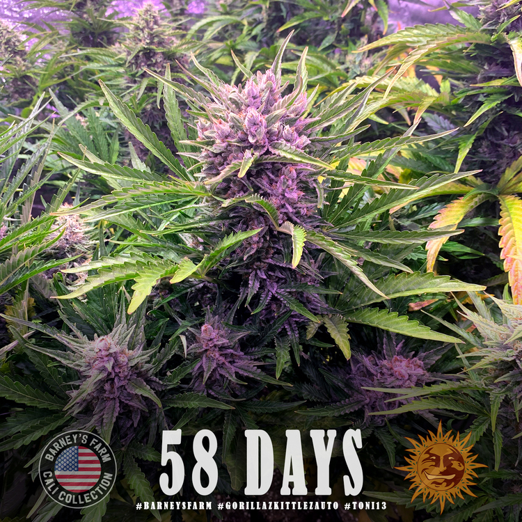 The Best Guide To Watermelon Zkittlez Strain Hybrid Cannabis Video