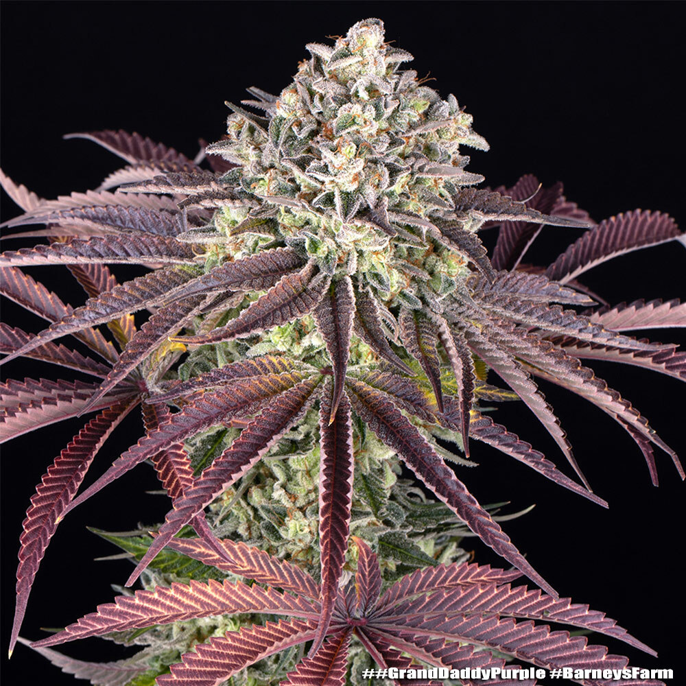 GrandDaddy Purple 11