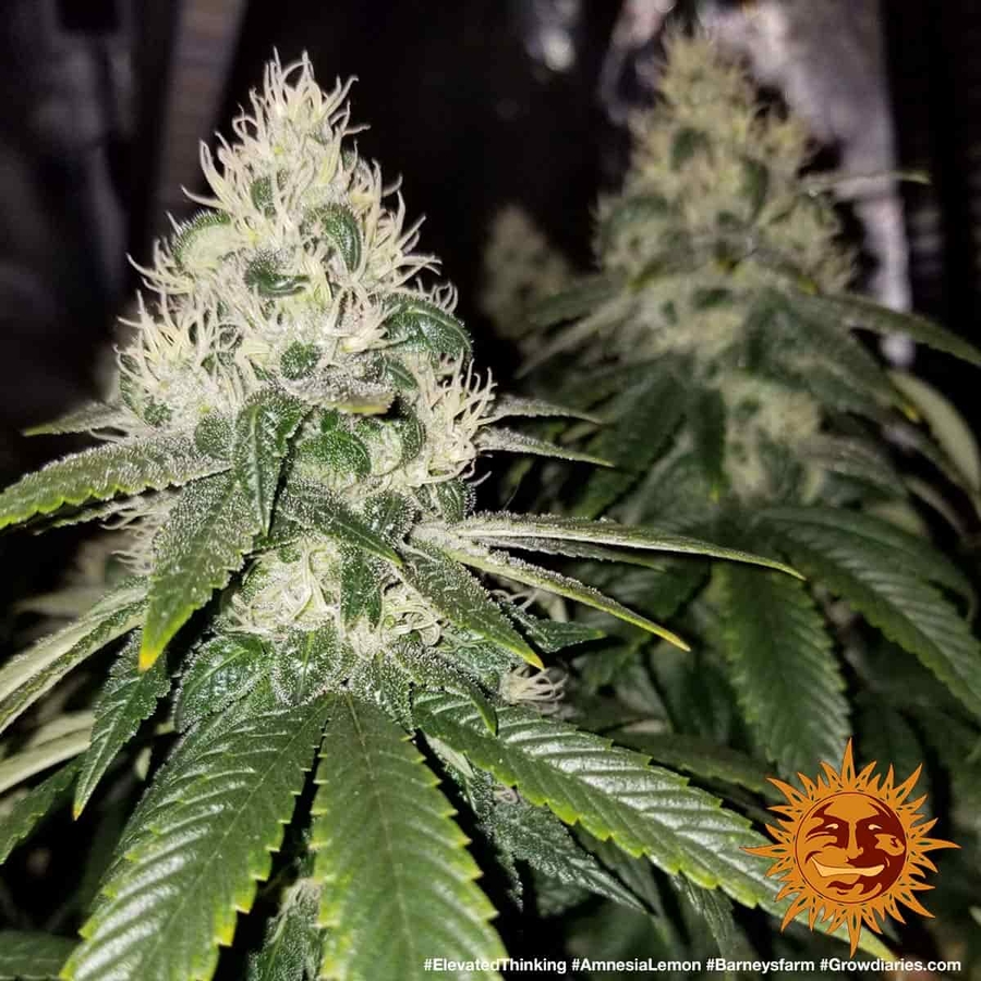 amnesia strain of marijuana amnesia strain of marijuana