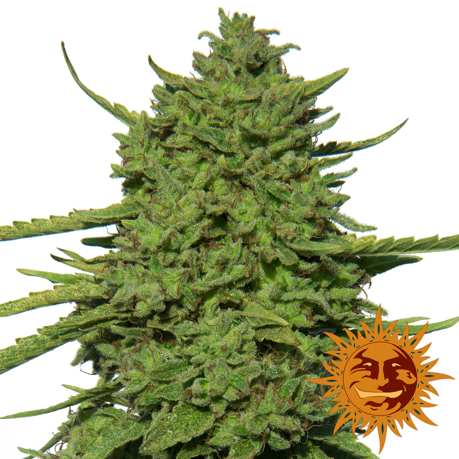 amnesia weed strain amnesia weed strain